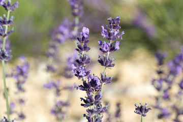 Fleurs et plantes J.RIbieff-343