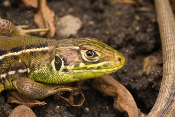Smaragdeidechsenportrait.wildlife