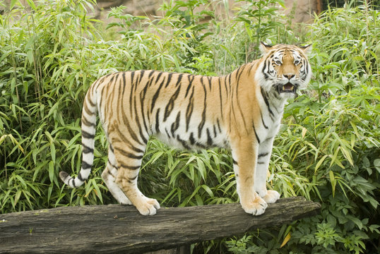 Amur Tiger (Panthera tigris altaica) 