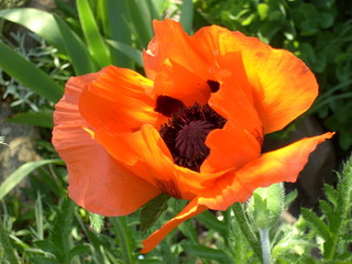 Naklejka premium Türkischer Mohn 06