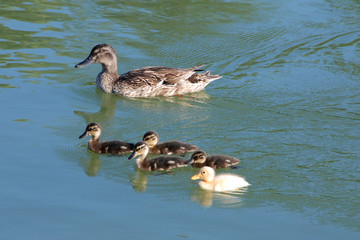 Germano reale con piccoli
