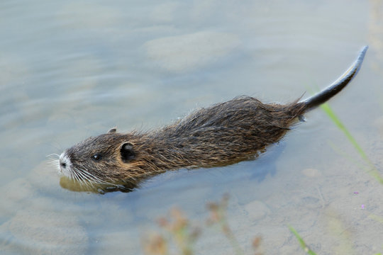 Piccolo di nutria (o castorino)