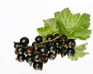 black currant