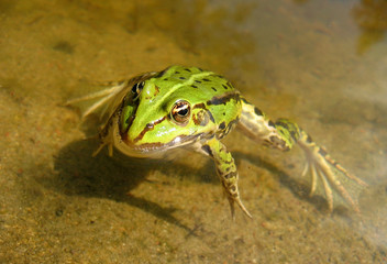 Frosch