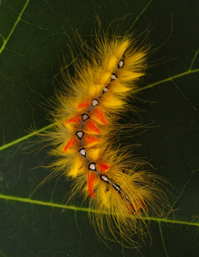 Raupe