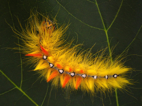 Raupe