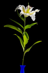 white lily on black background