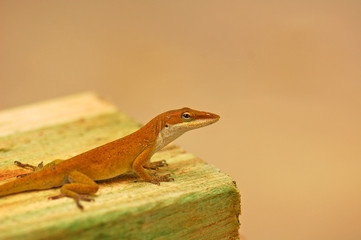 Alert Lizard