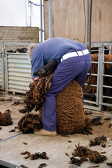 Sheep sheerer hard at work
