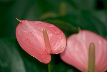 Arum rose