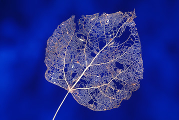 leaf skeleton on blue background