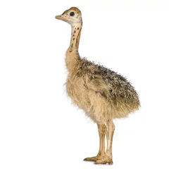 Cercles muraux Autruche Ostrich Chick in front of a white background
