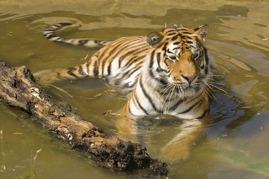 Amur Tiger (Panthera tigris altaica) looking to right of frame