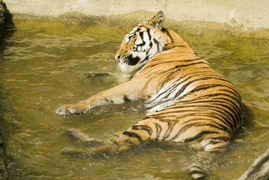 Amur Tiger (Panthera tigris altaica) looking to left of frame 