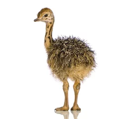 Washable wall murals Ostrich Ostrich Chick in front of a white background