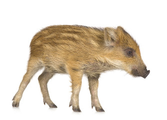 young wild boar in front of a white background