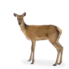 Naklejka premium deer in front of a white background and looking at the camera