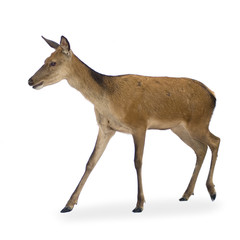 deer in front of a white background and looking at the camera