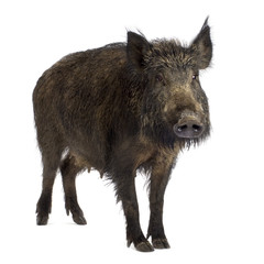 wild boar in front of a white background