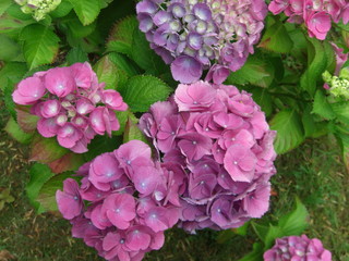 englische / französische Gartenpflanze