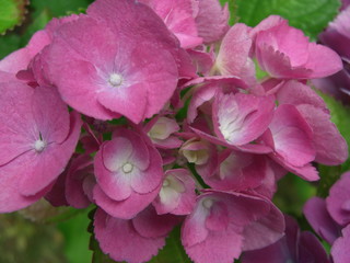 Fototapeta premium Hortensienblüte