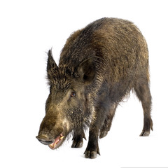 wild boar in front of a white background