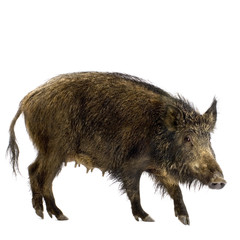 wild boar in front of a white background