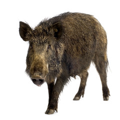 wild boar in front of a white background
