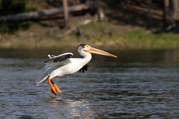 Fototapeta na wymiar pelican landing, great american pelican in yellowstone park