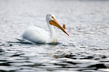 Fototapeta na wymiar american white pelican - yellowstone national park, wyoming
