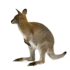Photo sur Aluminium Kangourou Wallaby in front of a white background