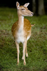 deer in the forest