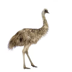 Keuken foto achterwand Struisvogel Emoe voor een witte achtergrond