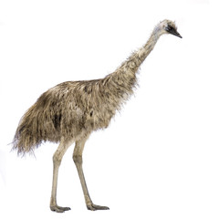 Emu devant un fond blanc