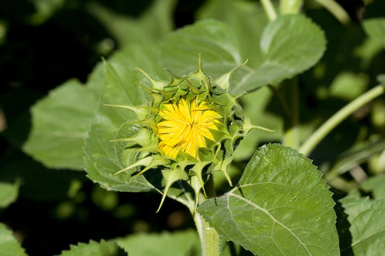 Fleurs 276