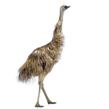 Emu in front of a white background