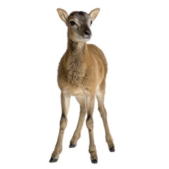 Mountain sheep of the alps in front of a white background