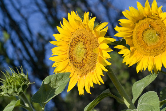 Fleurs 287