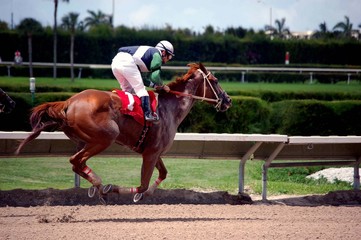 Portrait of a Race Horse