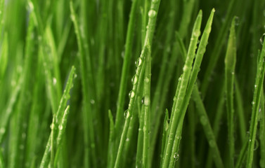 Plakat Green grass
