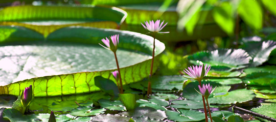 Tropical garden