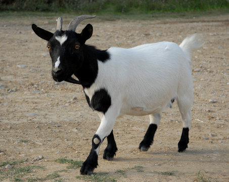 chevre blanche et noire