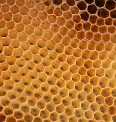 honey cells
