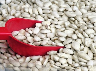 white big bean seeds
