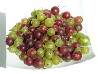 gooseberry