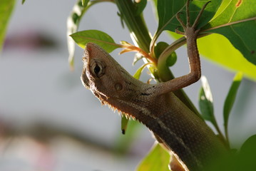 a small brown lizard in the parks
