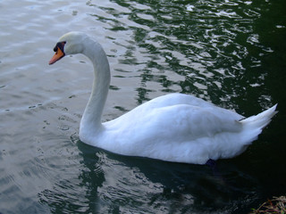 White swan in the ponds