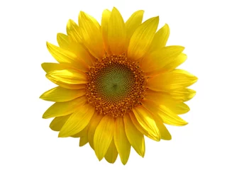 Tableaux ronds sur aluminium Tournesol sunflower isolated