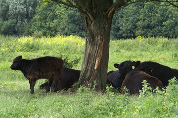 Galloway calf and cows