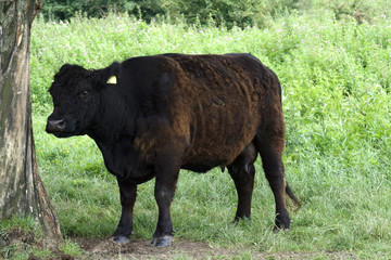 Galloway cow